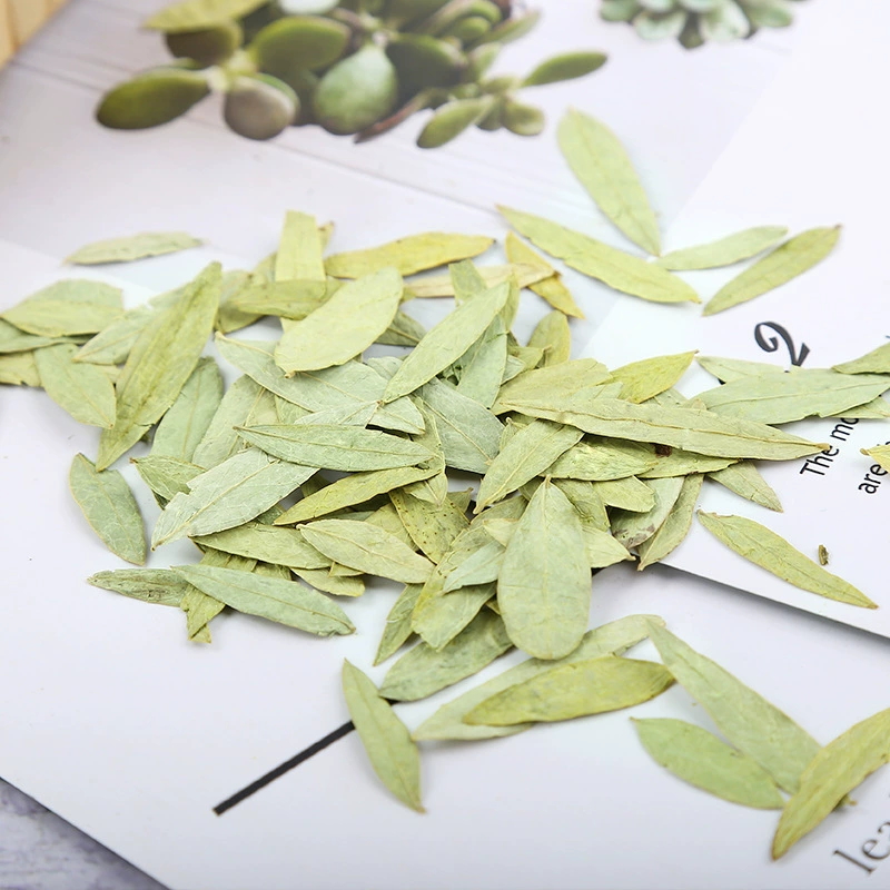 Foglie di senna naturali di qu - Candle Making Bath recensione e prezzo